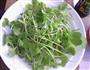 萝卜芽沙拉的做法图解4