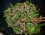 芹菜肉丝的做法图解11