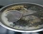 海带黄豆猪尾汤的做法图解5