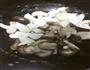 双菇烧豆腐的做法图解5