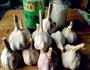 腊八蒜的做法图解1