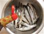 香煎多春鱼的做法图解3