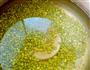 绿豆粉肠汤的做法图解6