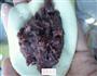 红豆馅小粘饼的做法图解4