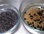 紫米黑豆豆浆的做法图解2