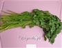 腌芫荽的做法图解1