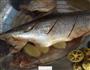 烤黄花鱼的做法图解8