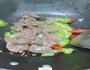 苦瓜炒牛肉的做法图解9