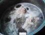 小鲍鱼猪骨汤的做法图解4