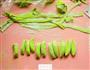 手作菠菜面的做法图解8