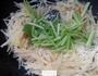 芹菜炒土豆丝的做法图解6