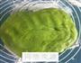 抹茶红豆吐司的做法图解5