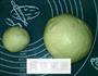 椰蓉王冠面包的做法图解14