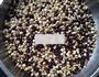 红豆薏米粉的做法图解4