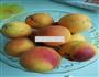 糖水黄桃的做法图解1