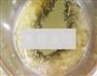 抹茶卷的做法图解2