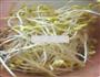 韭菜炒黄豆芽的做法图解1