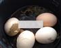 茶鸡蛋的做法图解3