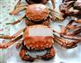 清蒸螃蟹的做法图解5