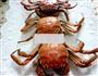 清蒸螃蟹的做法图解6