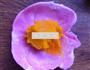 火龙果南瓜小花酥的做法图解12