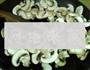野生菌夏巴塔的做法图解10