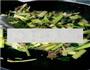 芹菜肉末的做法图解9