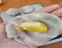 奶香芋头蛋黄酥的做法图解11