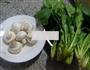 蘑菇炒菠菜的做法图解1