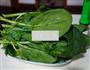 芝麻酱拌菠菜的做法图解3