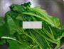 芝麻酱拌菠菜的做法图解4
