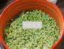 绿珍珠丸子的做法图解3