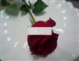 玫瑰巧克力纸杯蛋糕的做法图解10
