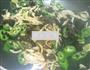 青椒杏鲍菇的做法图解4