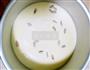 原味戚风蛋糕的做法图解3