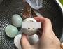 鲜肉咸蛋蒸的做法图解6