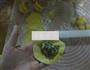 金牌煎饺的做法图解12