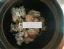 海带荸荠猪脚汤的做法图解6