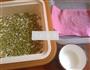 绿色健康豆芽的做法图解3