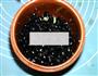 补肾乌发黑豆的做法图解4