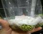 纯天然绿豆芽的做法图解2