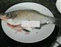 清蒸鳊鱼的做法图解1