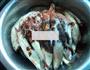 熏小黄鱼的做法图解5