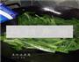 清炒油麦菜的做法图解7