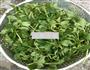 苦菜的做法图解1
