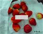 草莓奶油蛋糕的做法图解3