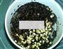 润肠三黑米糊的做法图解2