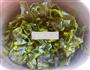 翠衣裙带菜的做法图解7