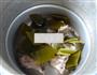 海带龙骨汤的做法图解4