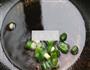 西葫芦炒肉的做法图解4